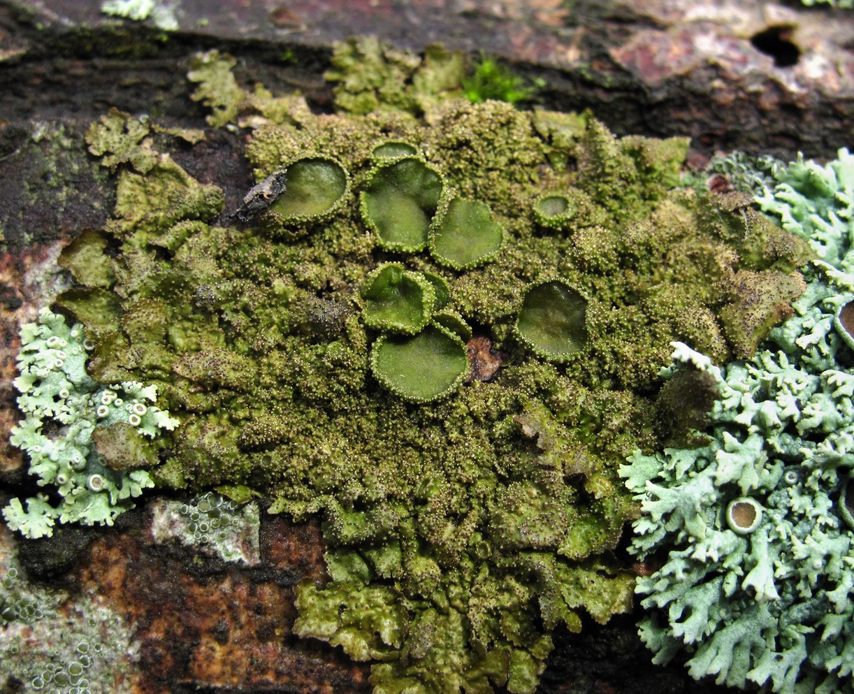 Image of Melanohalea exasperata specimen.