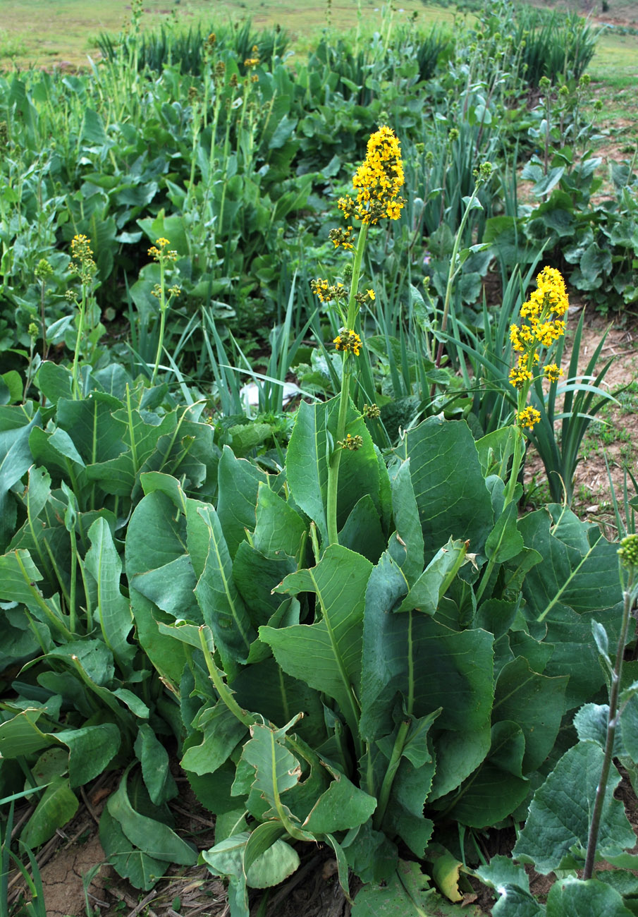 Image of Ligularia heterophylla specimen.