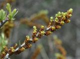 Hippophae rhamnoides