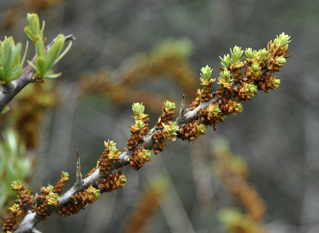 Изображение особи Hippophae rhamnoides.