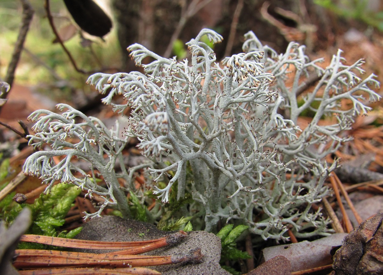 Изображение особи Cladonia rangiferina.