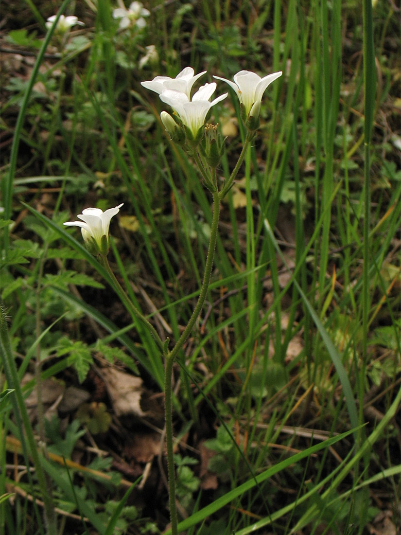 Изображение особи Saxifraga granulata.