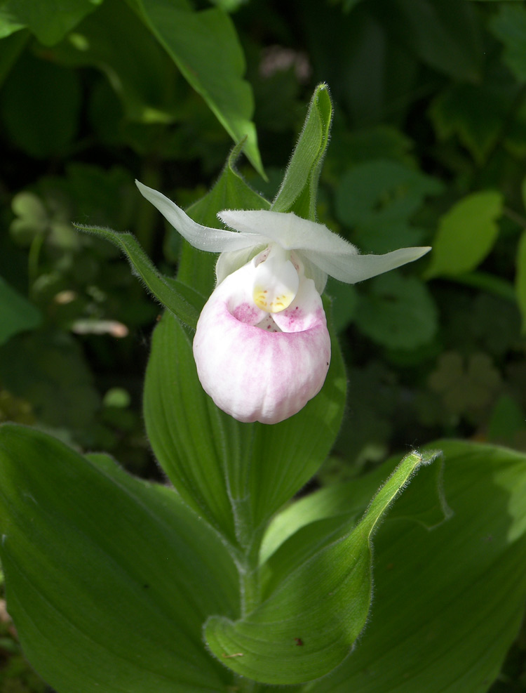 Изображение особи Cypripedium reginae.