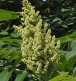 Rhus typhina. Соцветие. Польша, Варшава. 27.06.2009.