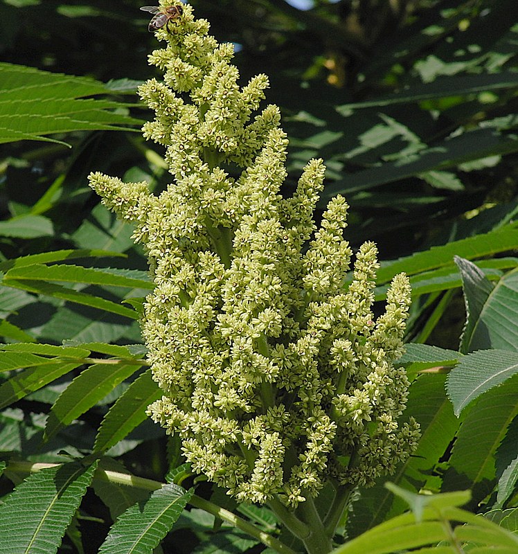 Image of Rhus typhina specimen.