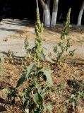 Amaranthus retroflexus