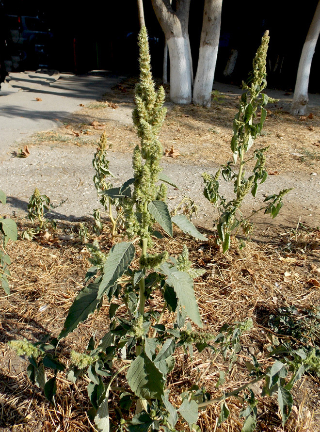 Image of Amaranthus retroflexus specimen.