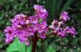 Bergenia crassifolia