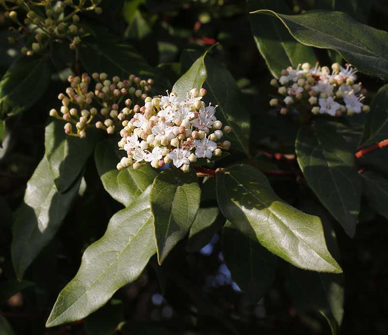 Изображение особи Viburnum tinus.