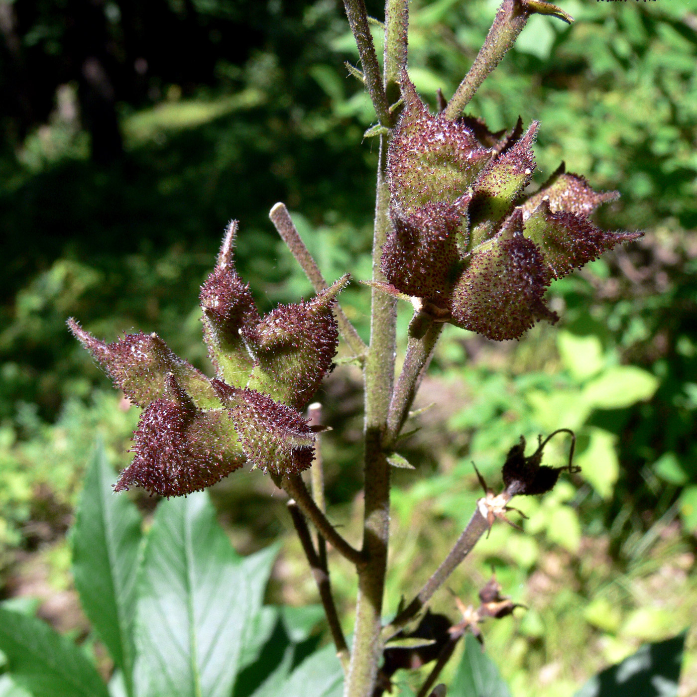 Изображение особи Dictamnus dasycarpus.