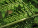 Dryopteris dilatata. Сегмент вайи 2-го порядка с сорусами. Нидерланды, провинция Drenthe, окр. деревни Zeijen, смешанный лес. 6 июня 2010 г.