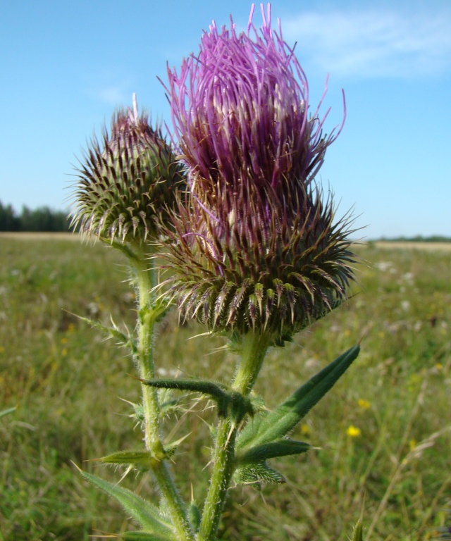 Image of Cirsium serrulatum specimen.