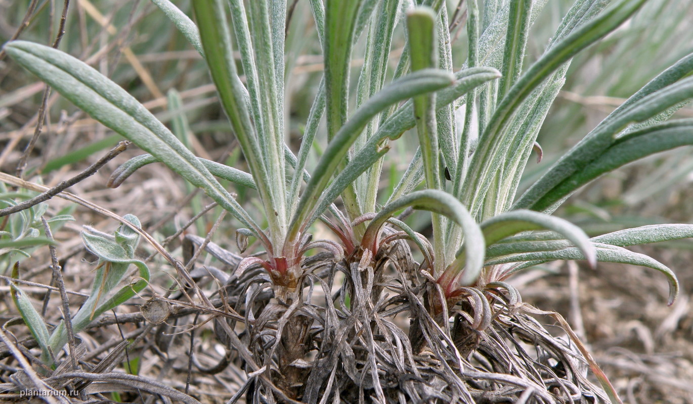 Image of Jurinea multiflora specimen.