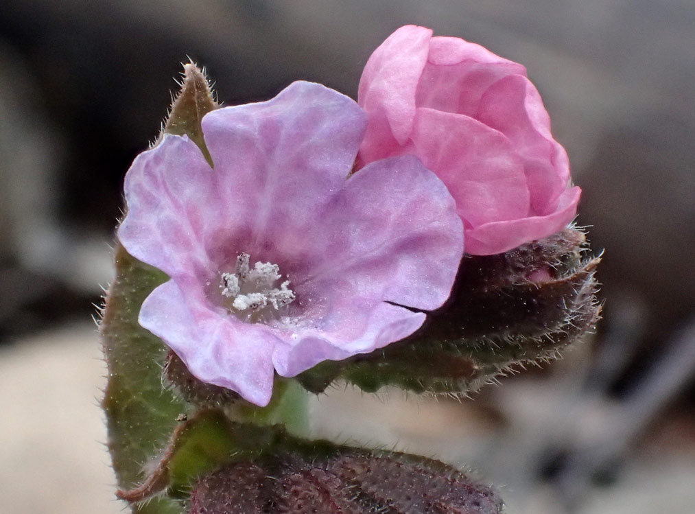 Image of Pulmonaria obscura specimen.