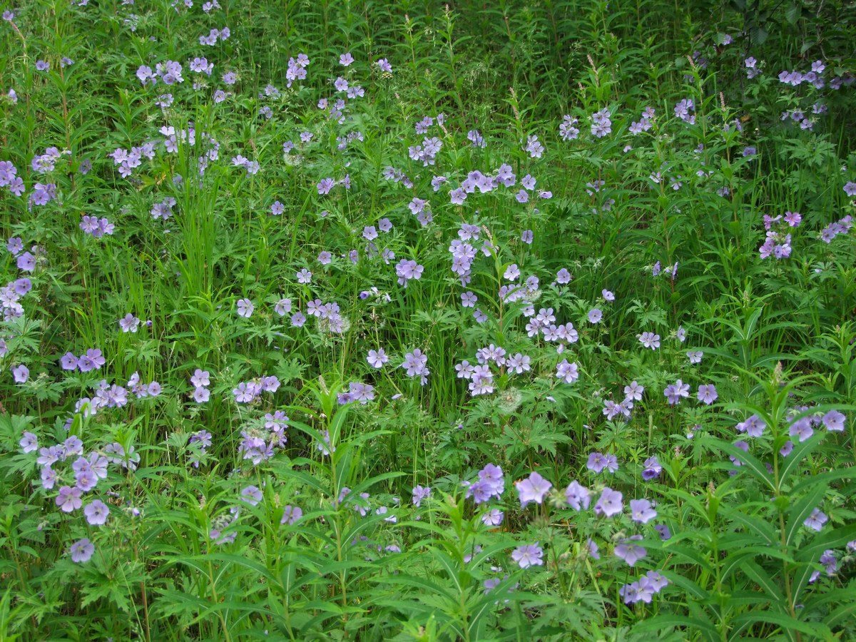 Изображение особи Geranium erianthum.