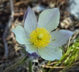 Pulsatilla uralensis. Цветок. Пермский край, Лысьвенский р-н, долина р. Чусовой, крутой склон камня Дужной. 02.05.2017.