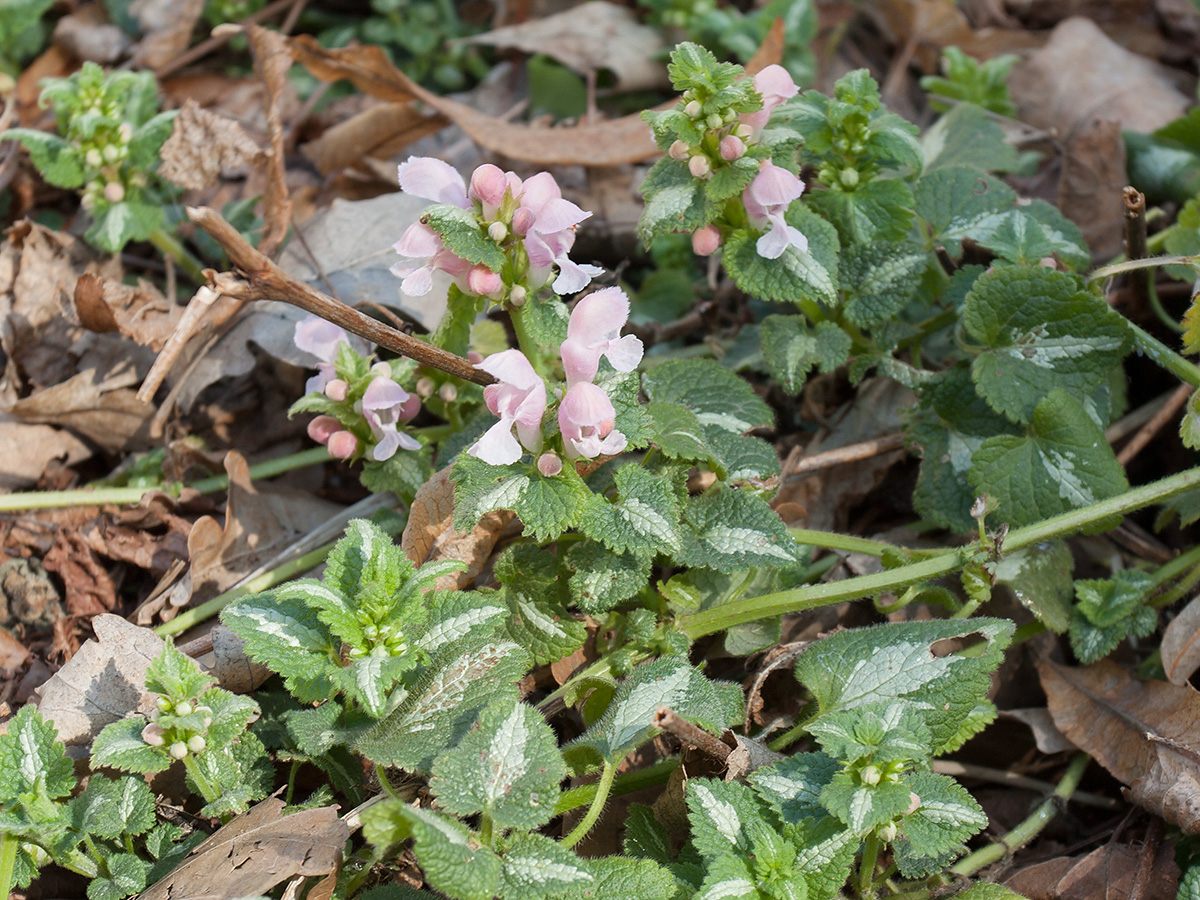 Изображение особи Lamium maculatum.