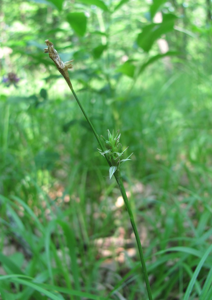 Image of Carex michelii specimen.