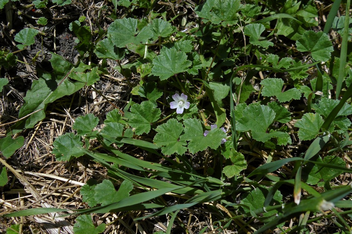 Изображение особи Malva neglecta.