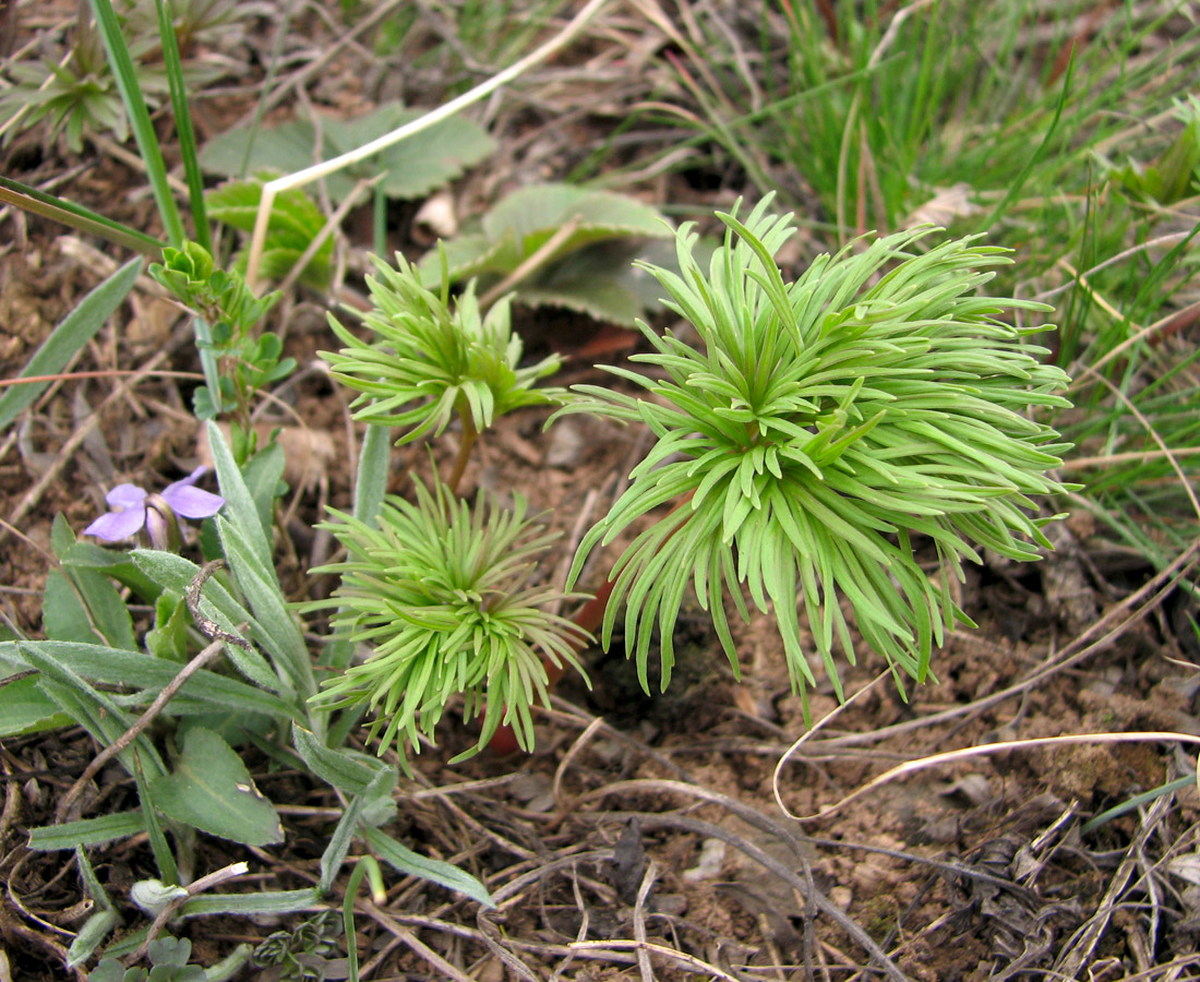Image of Paeonia tenuifolia specimen.