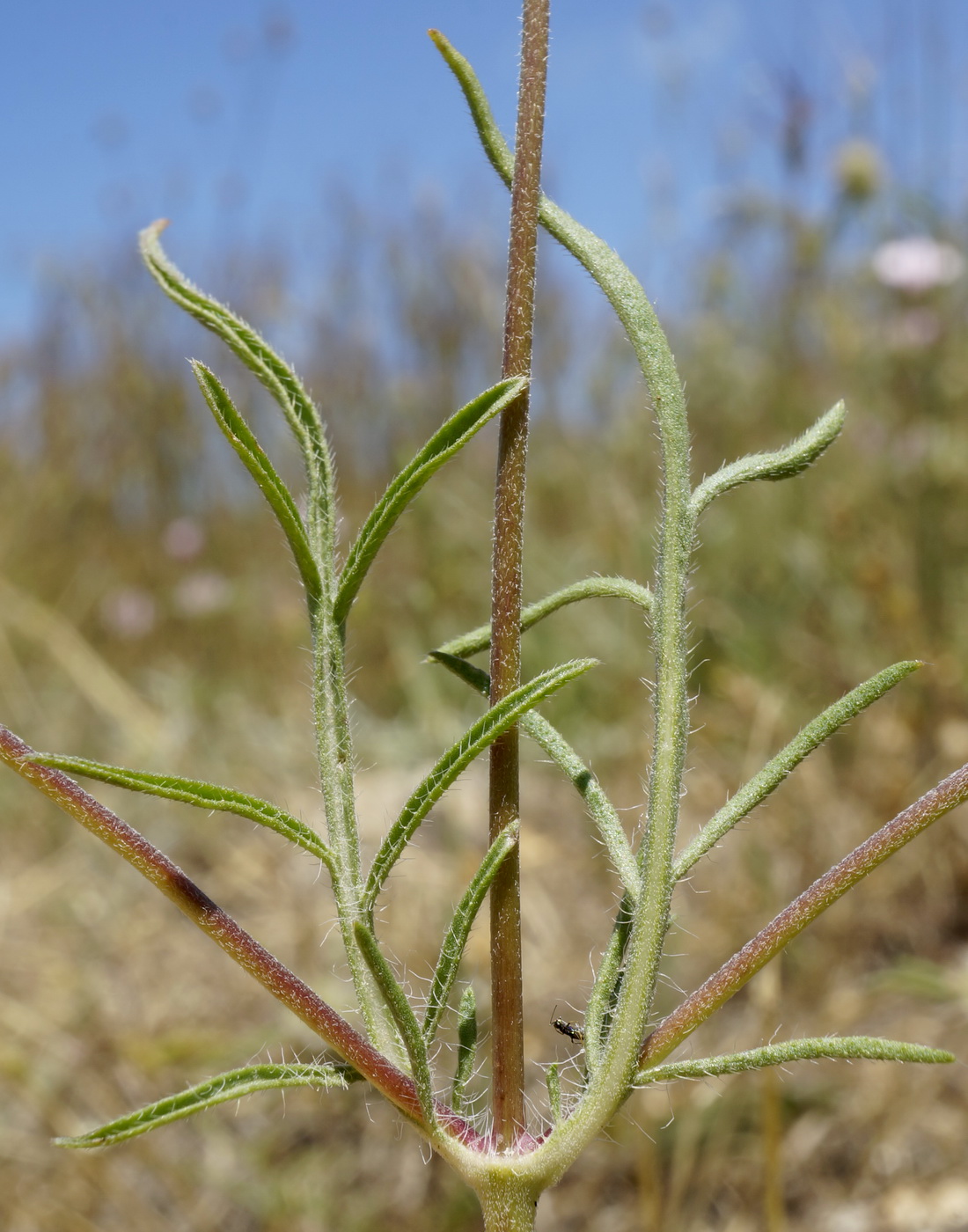 Image of Lomelosia divaricata specimen.