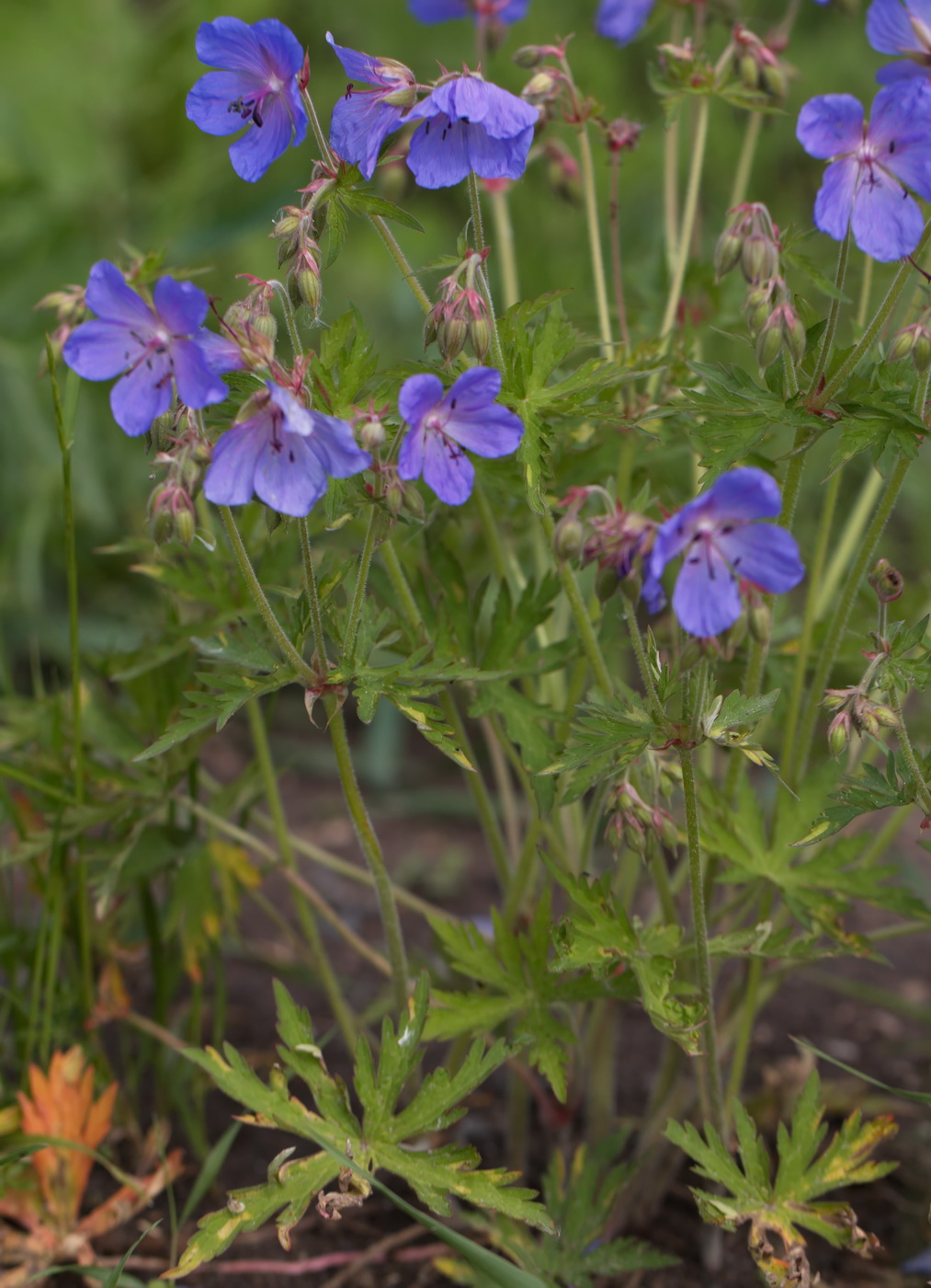 Image of Geranium pratense specimen.