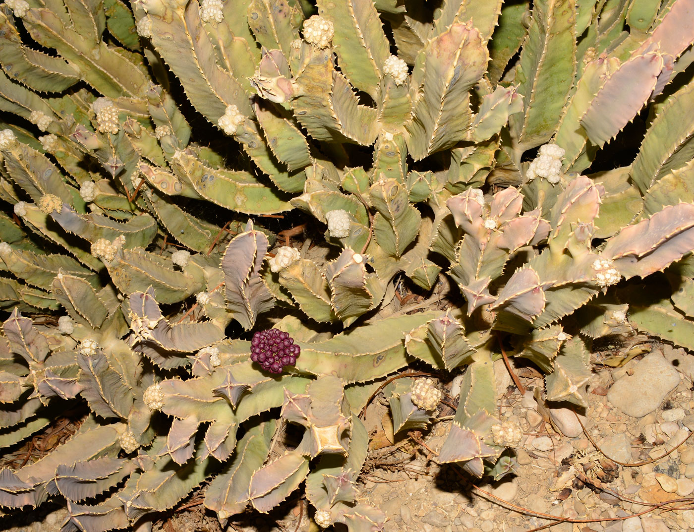 Image of Desmidorchis speciosa specimen.