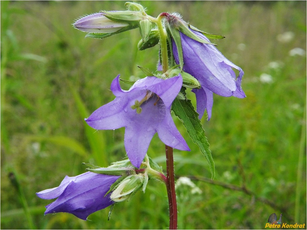 Image of Campanula trachelium specimen.