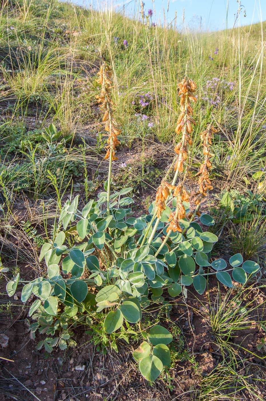 Image of Hedysarum grandiflorum specimen.