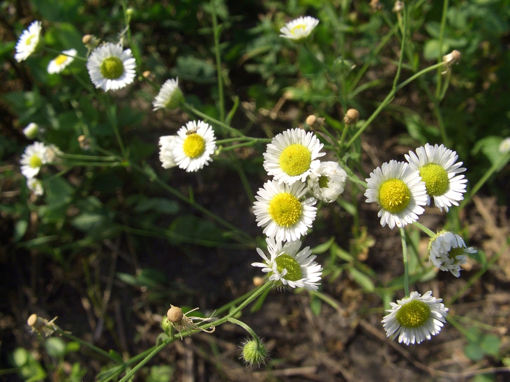 Image of Erigeron annuus specimen.