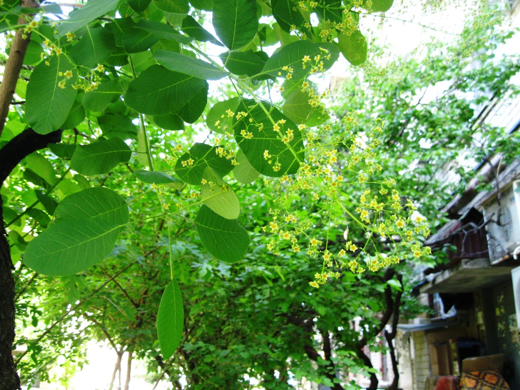 Image of Cotinus coggygria specimen.