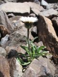 Erigeron pallidus. Цветущее растение. Южный Казахстан, Таласский Алатау, запов. Аксу-Жабаглы, урочище Каскабулак, выс. 3300 м н.у.м., моренные отложения в субнивальной зоне. 16 июля 2017 г.