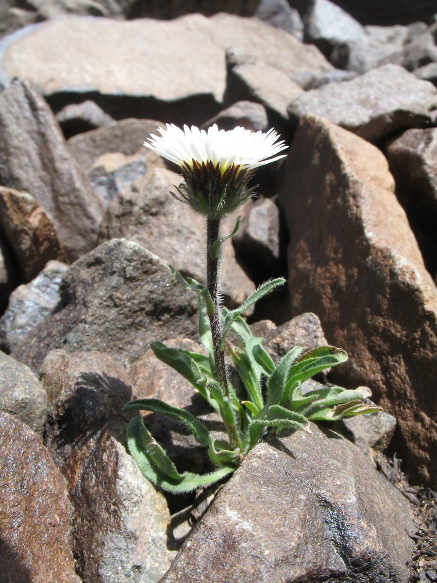 Image of Erigeron pallidus specimen.