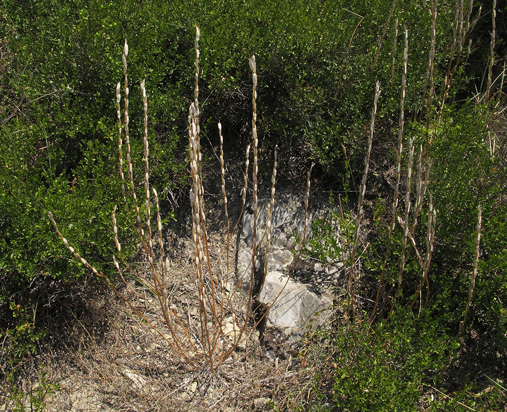 Image of Erysimum cuspidatum specimen.