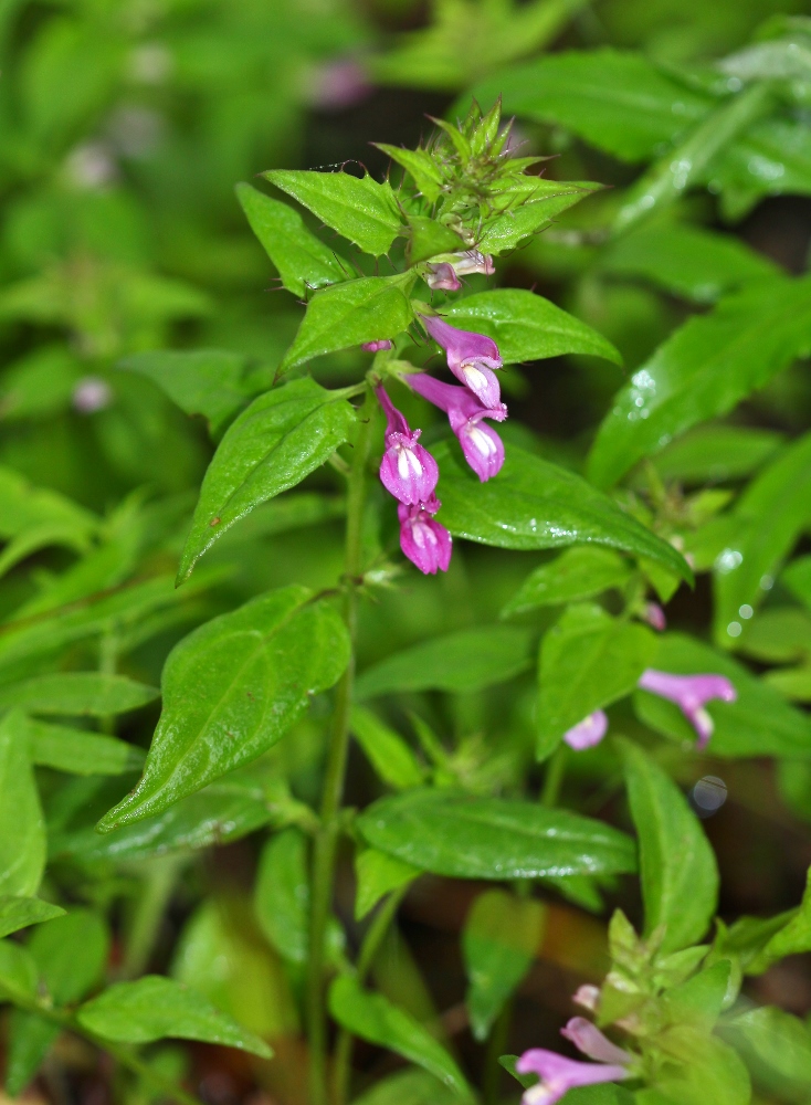 Изображение особи Melampyrum roseum.