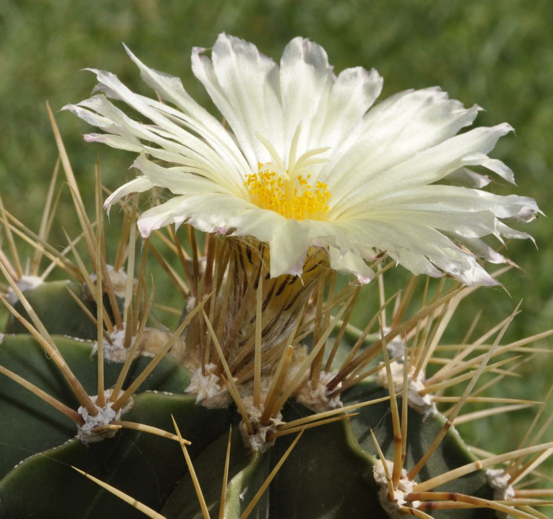 Изображение особи Astrophytum ornatum.