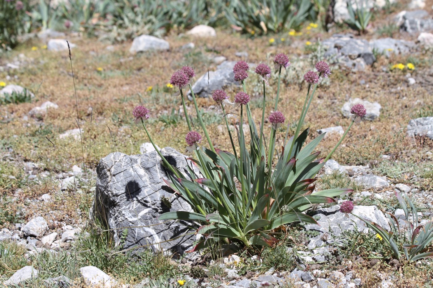 Image of Allium carolinianum specimen.