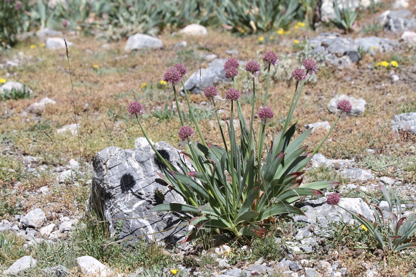 Изображение особи Allium carolinianum.