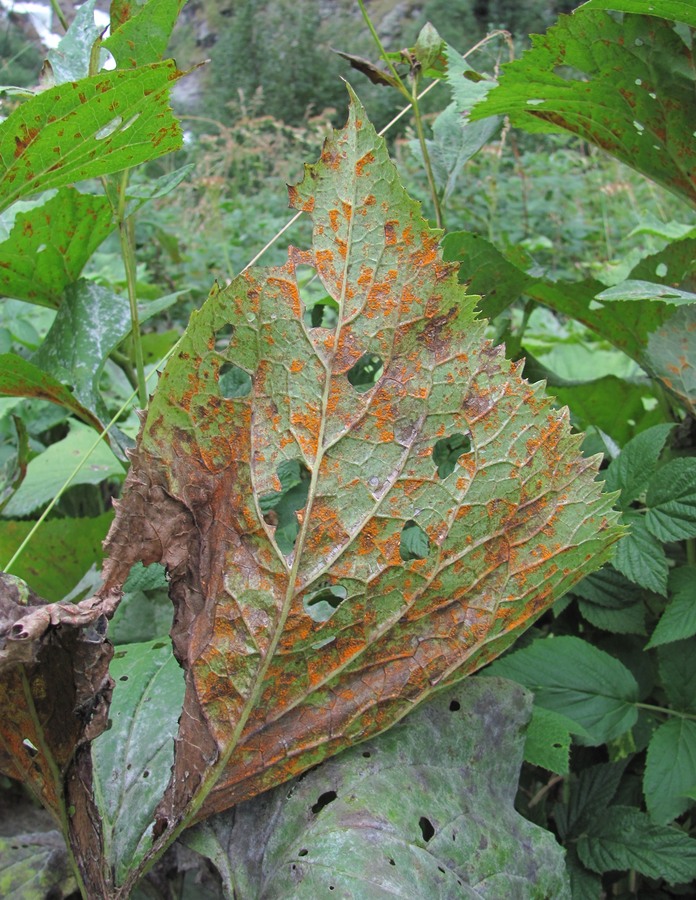 Image of Caucasalia pontica specimen.