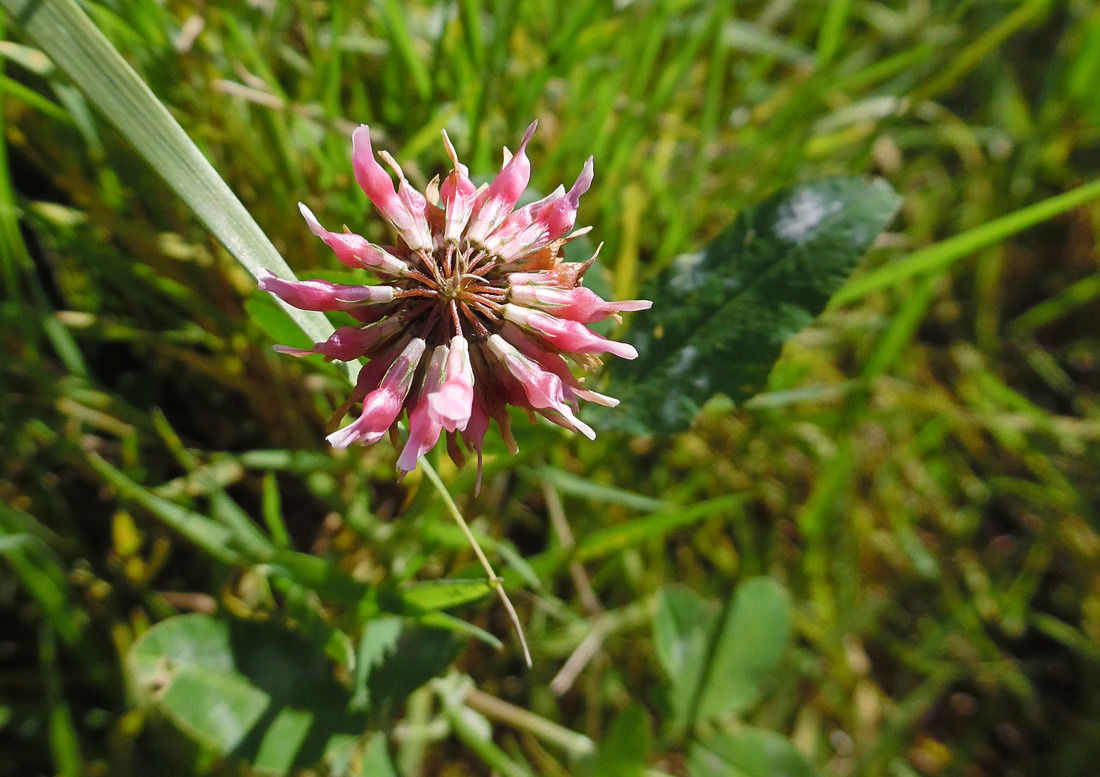 Image of Trifolium hybridum specimen.