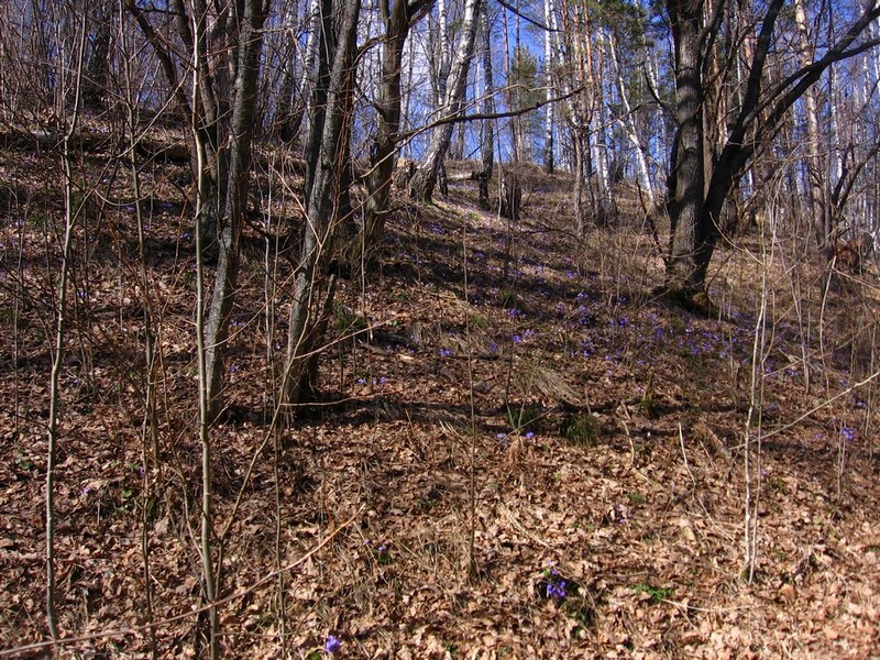 Image of Hepatica nobilis specimen.