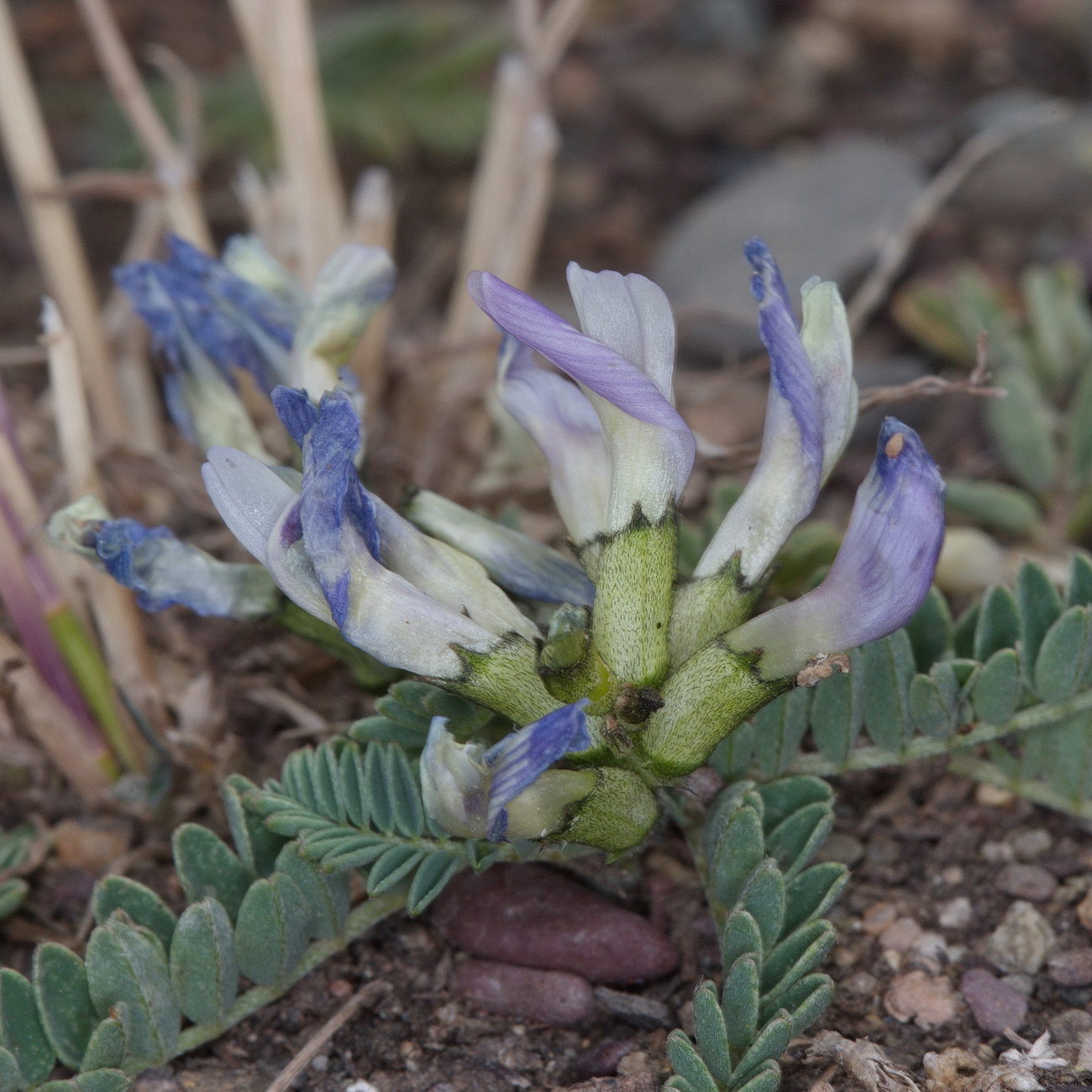 Image of Astragalus tibetanus specimen.