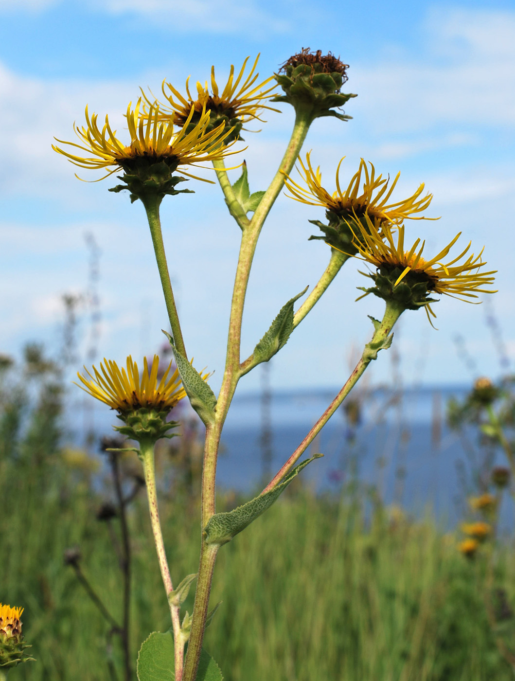 Изображение особи Inula helenium.