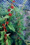 Blitum virgatum
