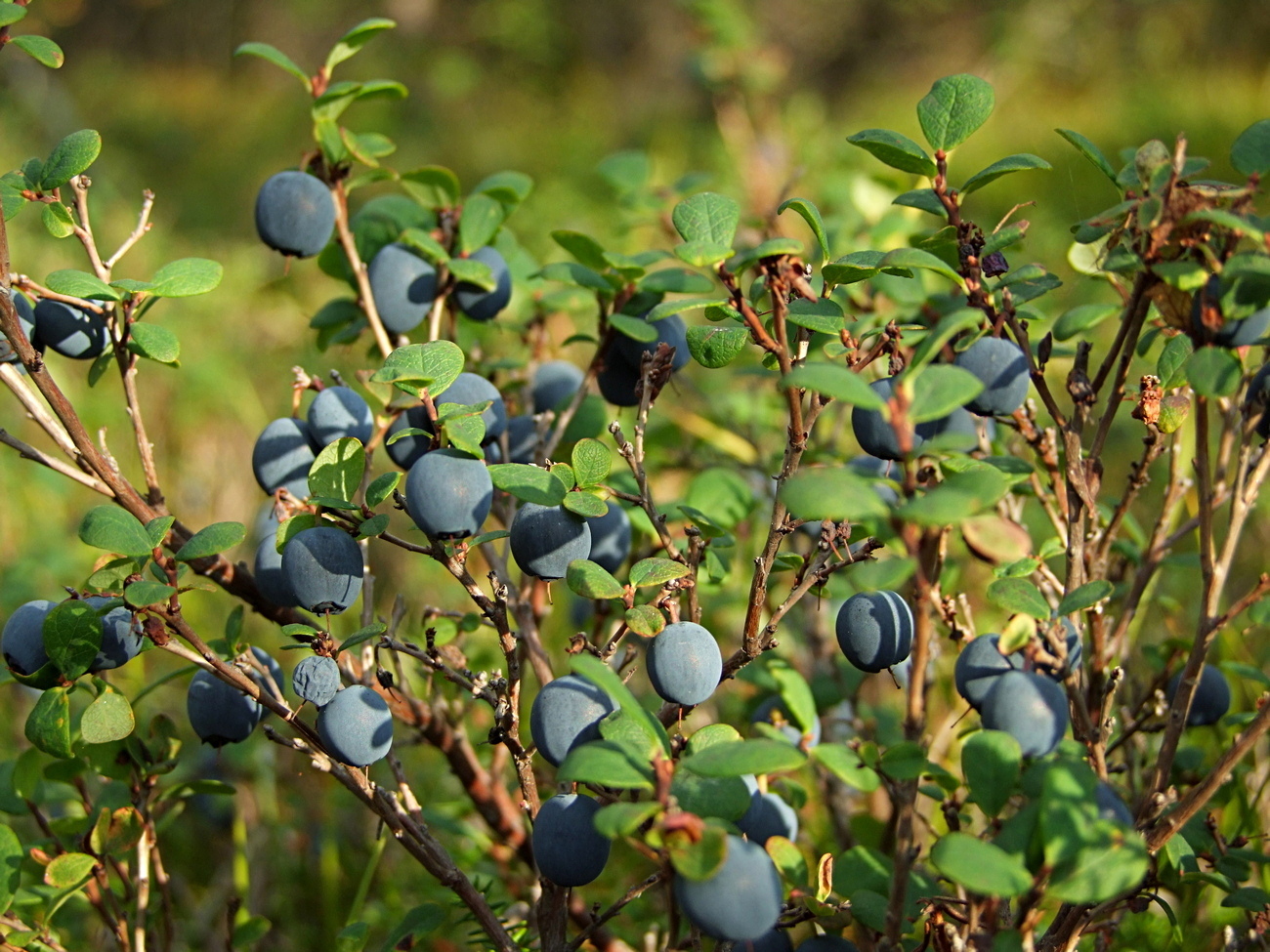 Изображение особи Vaccinium uliginosum.