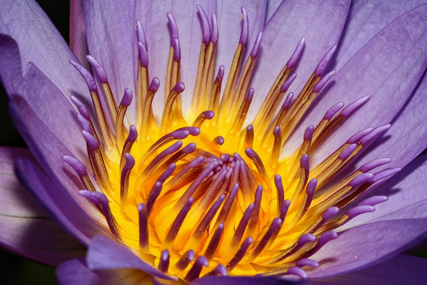 Image of Nymphaea odorata specimen.