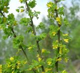 Caragana arborescens