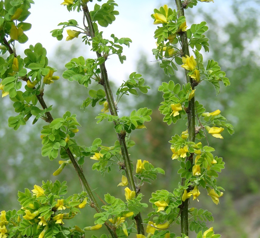 Изображение особи Caragana arborescens.