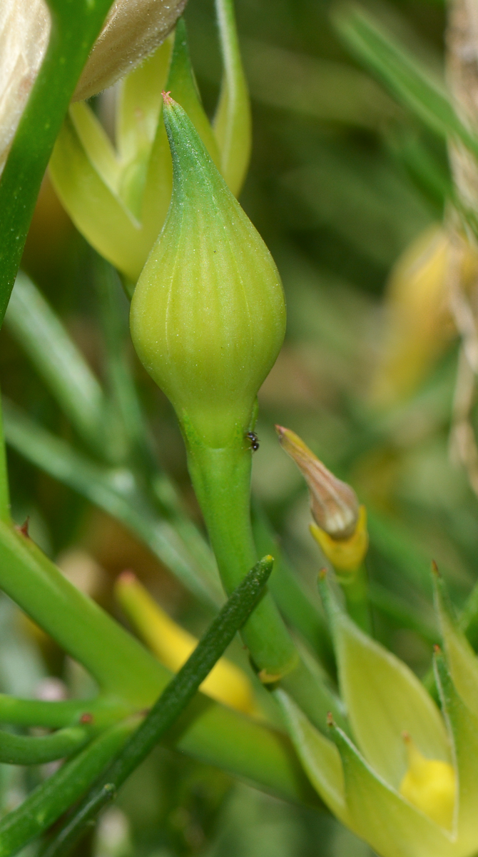 Изображение особи Alyogyne hakeifolia.