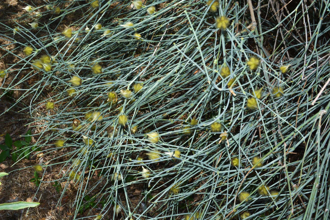 Image of Sisyndite spartea specimen.